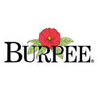 Burpee