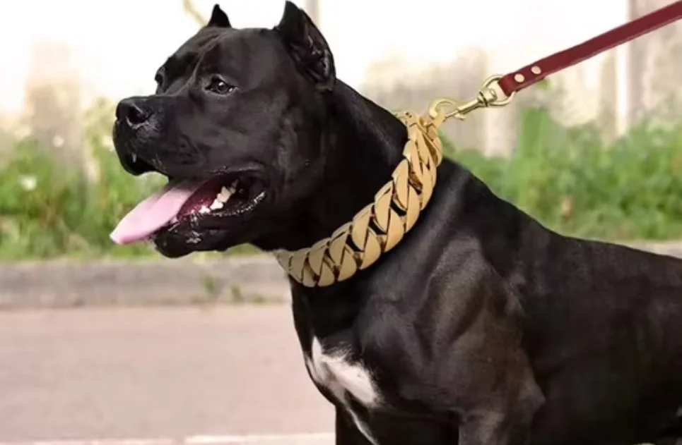 Dogs Chain Cover