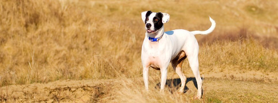 Dogs Chain Cover 