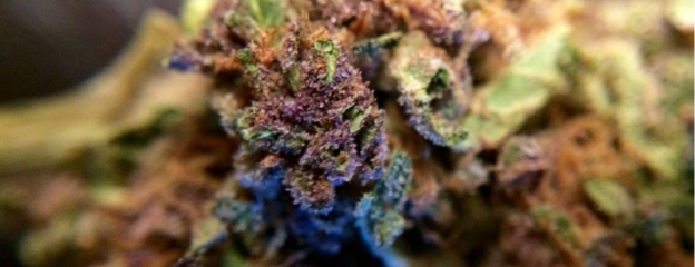 Hemp Collect